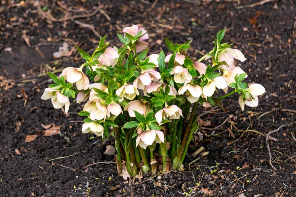 white and pink hellebore flowers showing in early spring