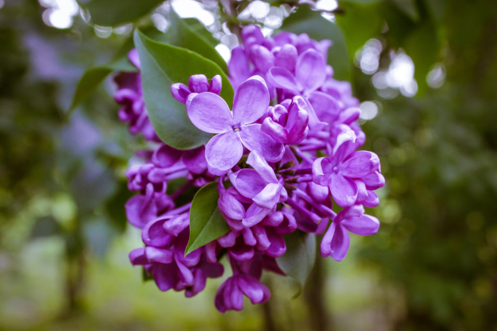 purple flowering Syringa