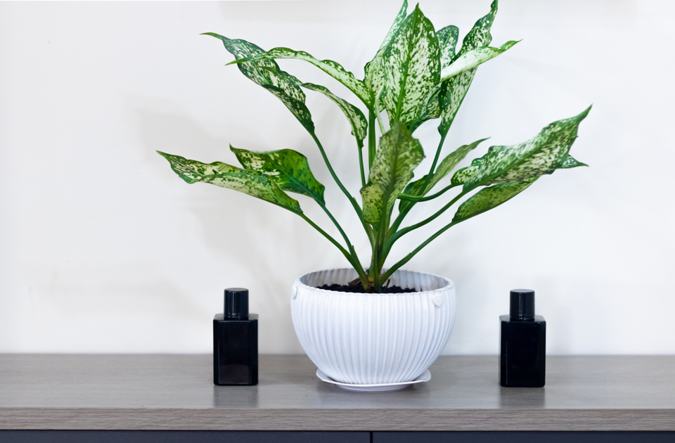 chinese evergreen plant growing in a white pot on a glossy counter with two black bottles either side of it, in front of a white wall