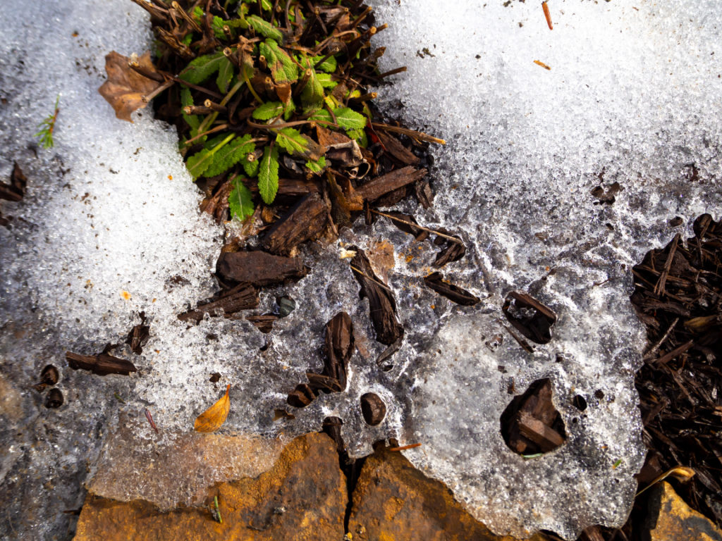 ice that is melting outside on top of some garden mulch