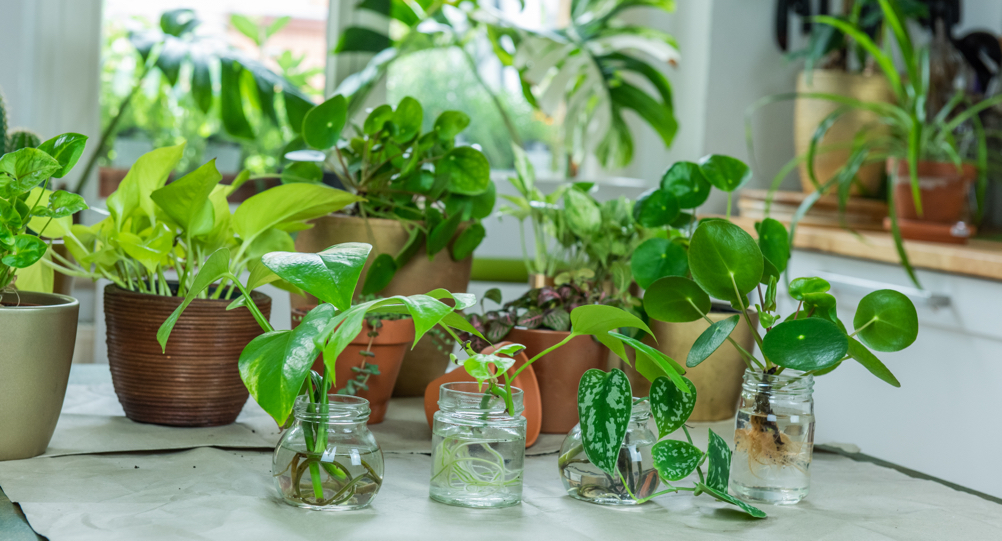 lots of potted plants, some in glass containers full of water 