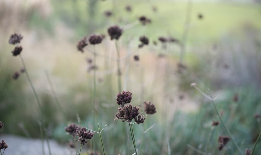 dry seed heads of vervain in winter