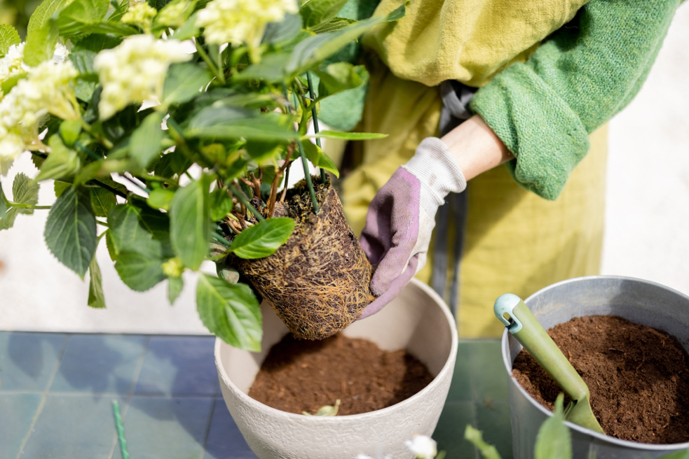 gardener holding a white flowering hydrangea over a pot full of soil, ready to be repotted