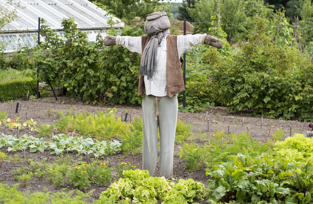 a vegetable garden with a scarecrow deterrent