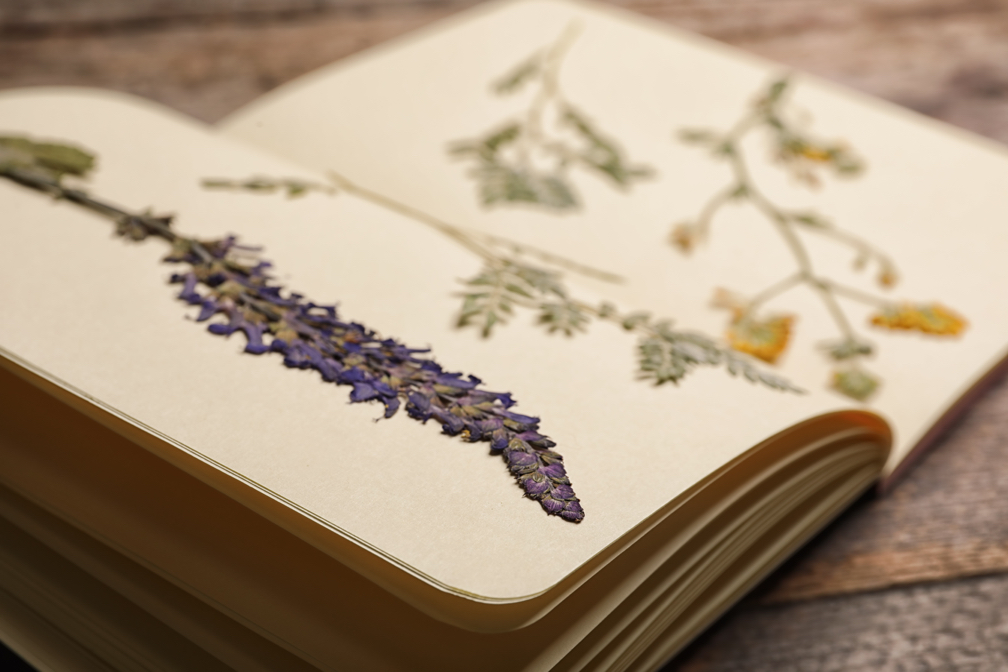 lavender and other flower cuttings that have been pressed inside a book on a wooden surface