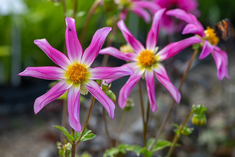 pink and yellow flowering dahlia honka rose growing outside