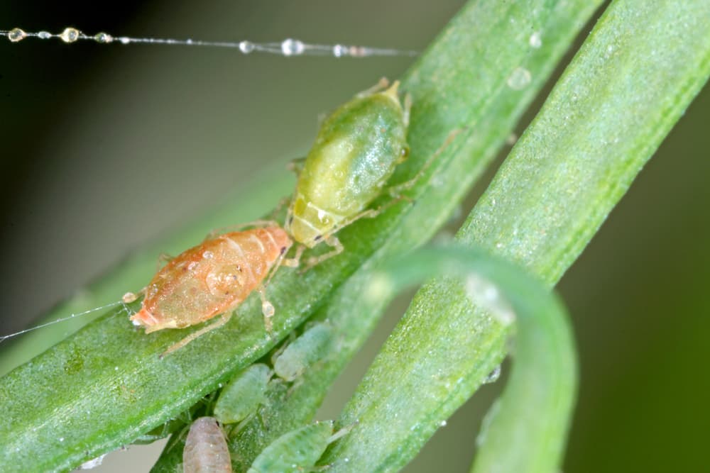 magnified view of aphids on leaves
