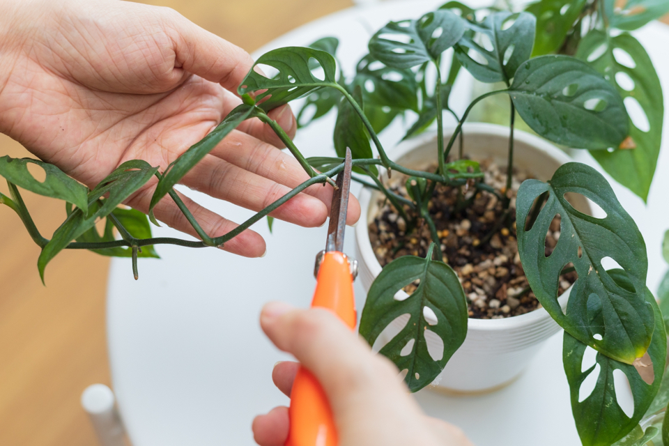 someone using secateurs to cut the stem from a potted swiss cheese plant
