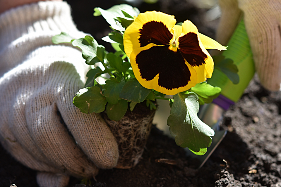 a single yellow pansy flower with a black centre being replanted into soil in the ground