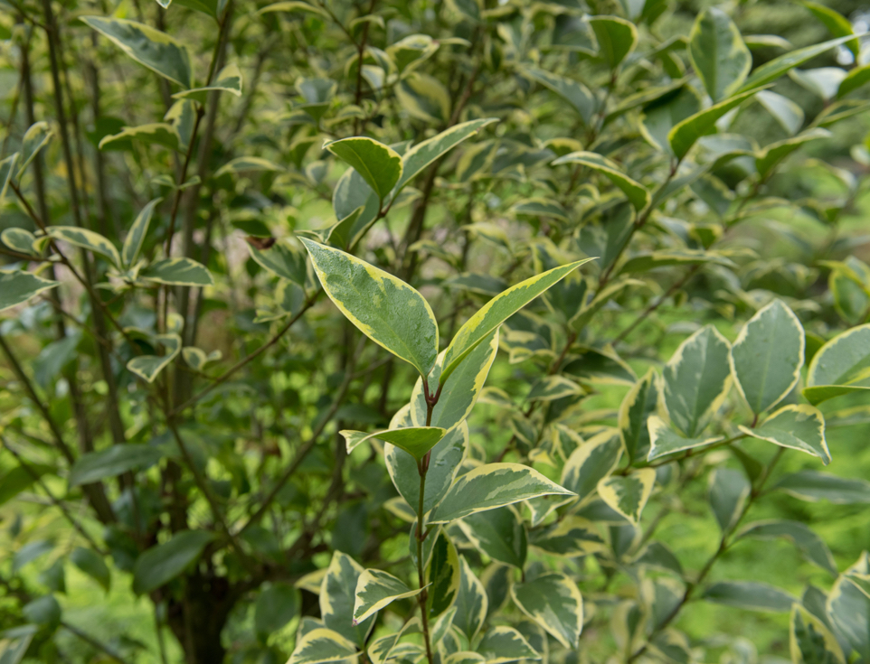 Ligustrum lucidum 'Excelsum Superbum' growing outside 