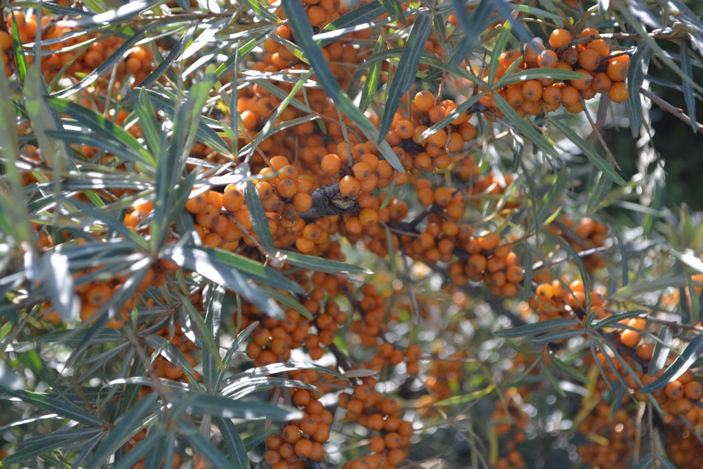 a sea buckthorn shrub with lots of round orange berries and long thin leaves