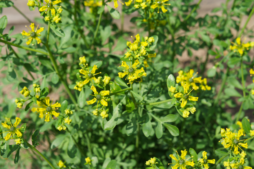 Ruta graveolens 'Jackman's Blue' with yellow flowers and small green leaves growing outside