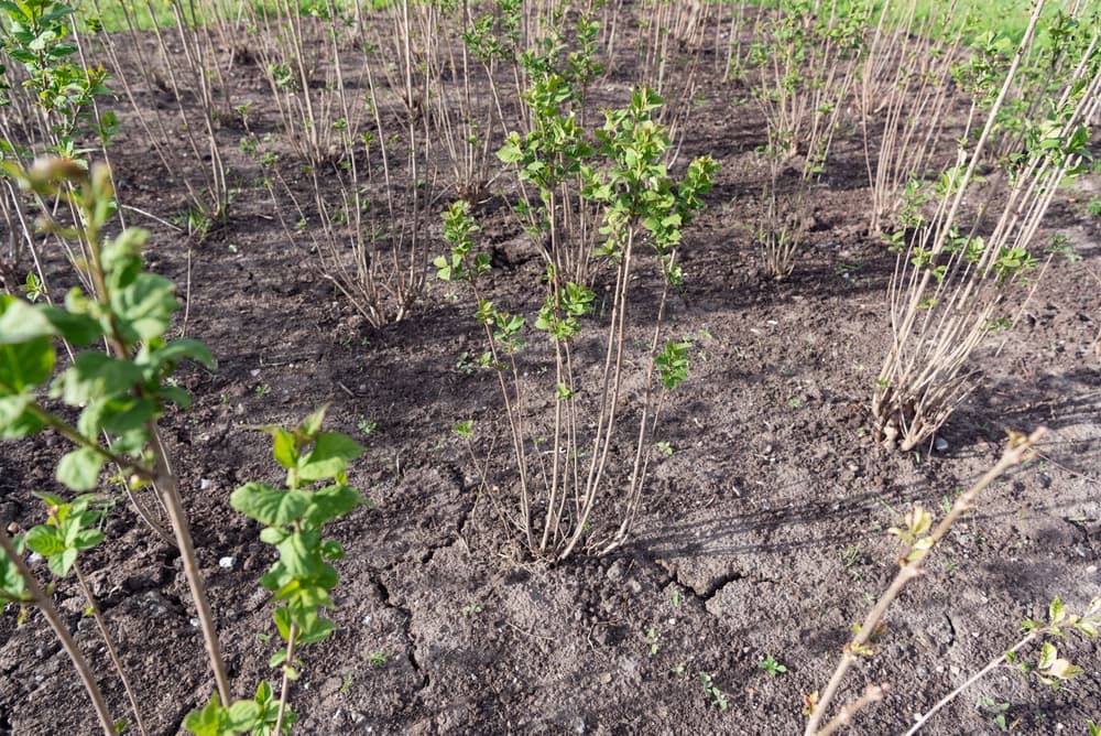 dry land with lilac shrubs starting to grow through