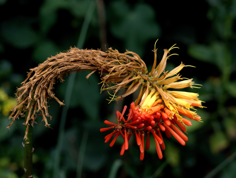 dying red hot poker plant with some brown, decaying petals