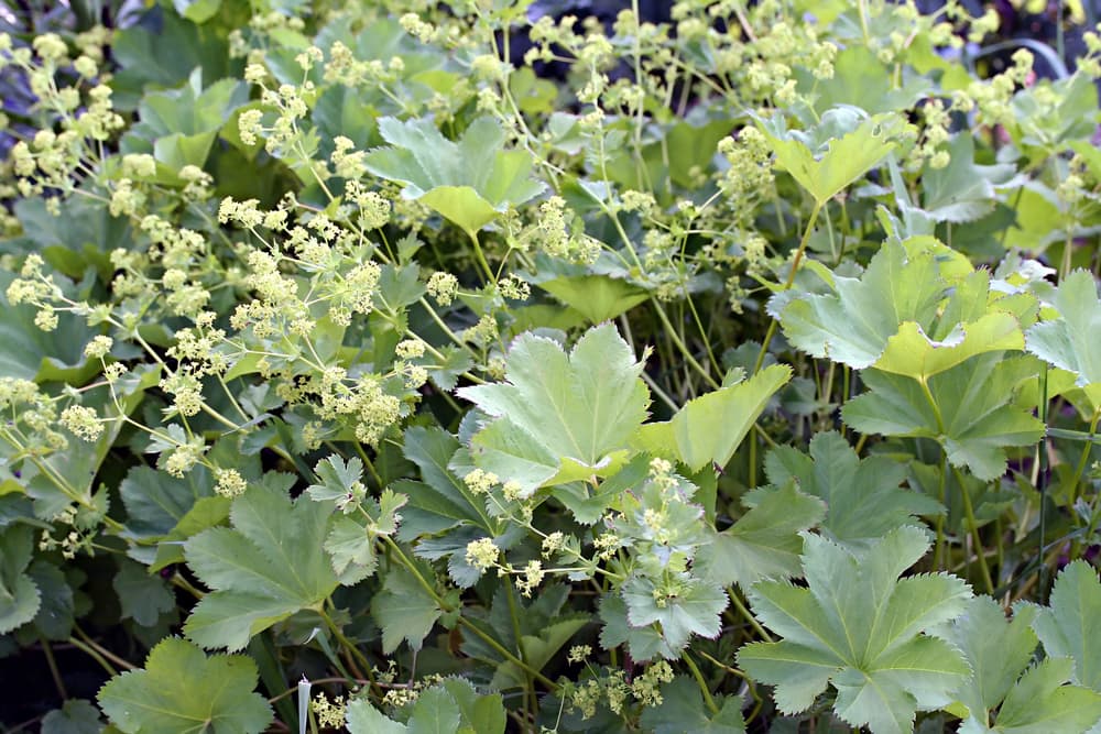 Alchemilla mollis Robusta variety in a garden with flowering umbels in light yellow