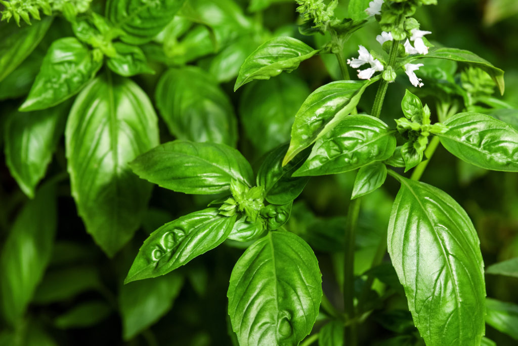close-up image of a bolting basil plant in the sunlight with its green leaves and small white flowers