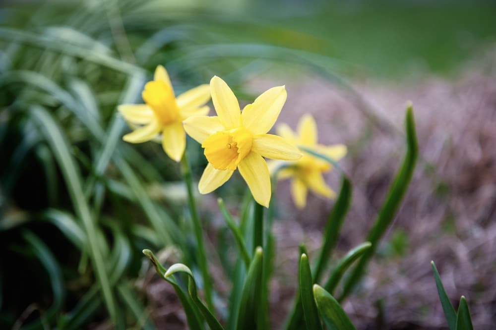 New Baby Narcissus flowers in two shades of yellow