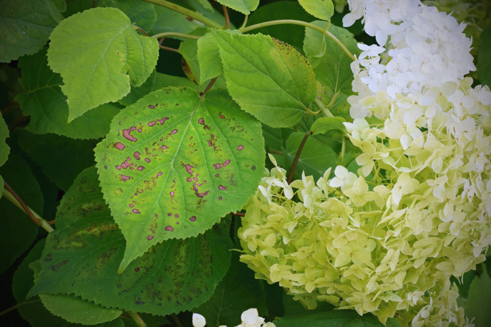white flowering hydrangea that is showing signs of a fungal disease on its leaves, which are covered in purple spots