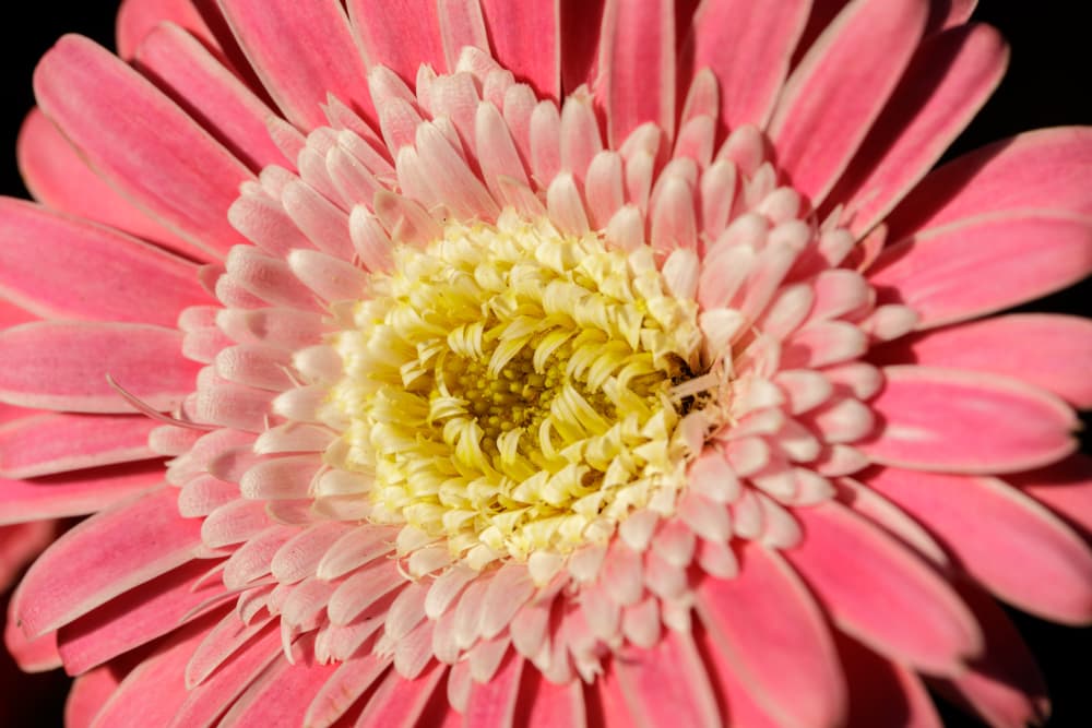 magnified view of the pink and yellow flower of Garvinea 'Sweet Surprise'