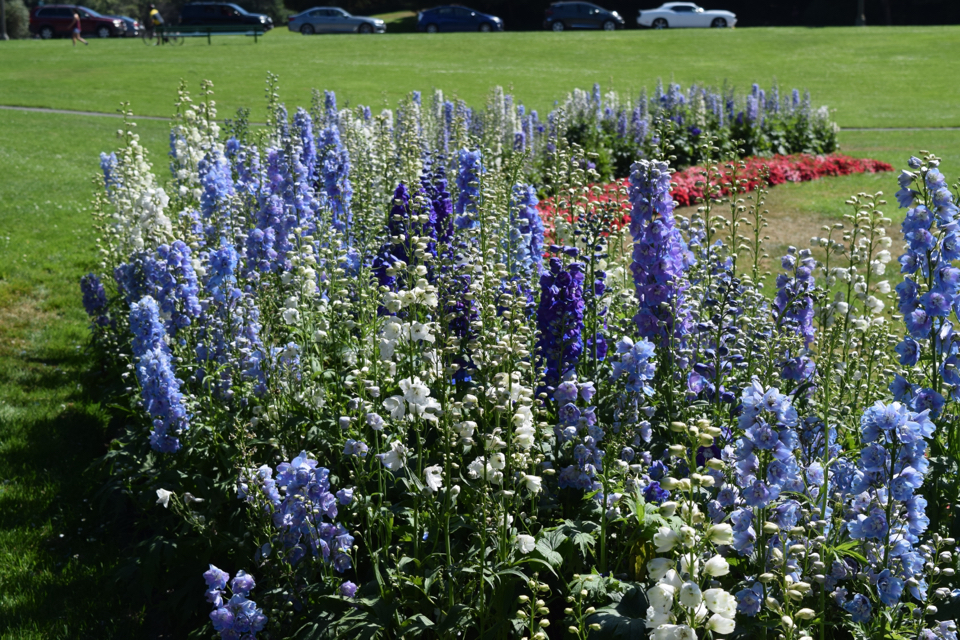 bed of blue delphinium 'spindrift' growing next to other white and red plants in a grassy field