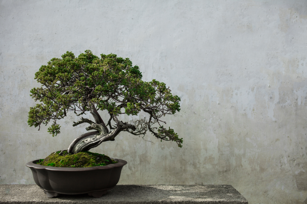 a shaped bonsai plant growing in front of a dirty white wall