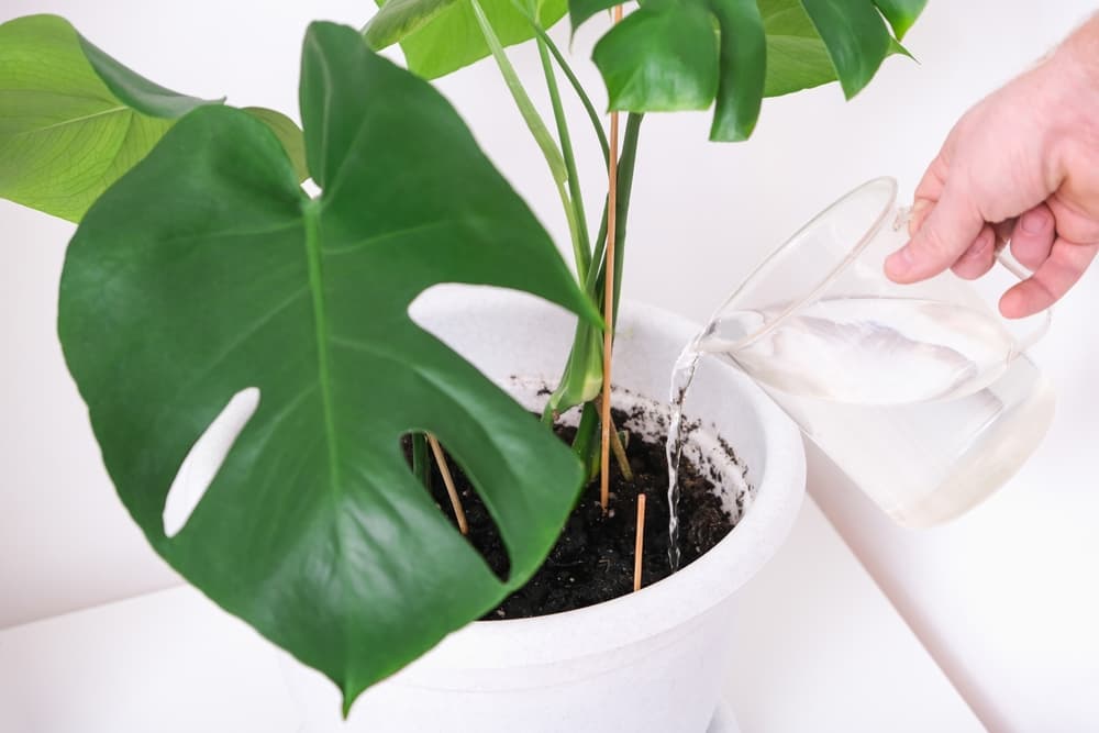 watering a swiss cheese plant using a glass pouring jug