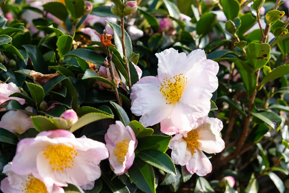 pink and white petals and yellow stamen of Camellia sasanqua ‘Apple Blossom’