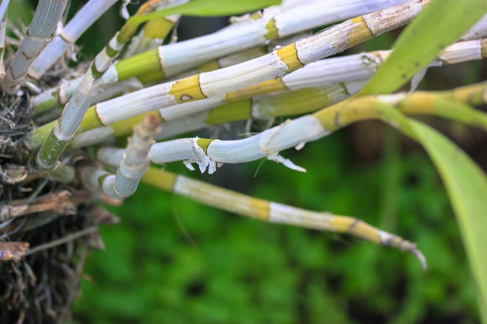 thin bamboo stems with leaves growing from rhizomes