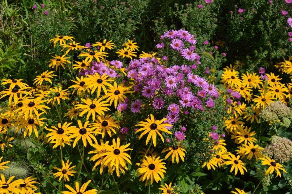 rudbeckia and asters growing as companion plants