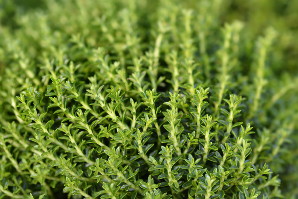 hebe ochracea ''James Stirling' shrub with small green waxy leaves