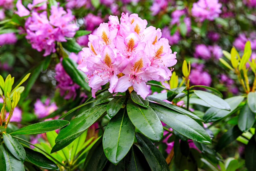 Rhododendron macrophyllum blooming with many bright pink and white flowers and long rounded foliage
