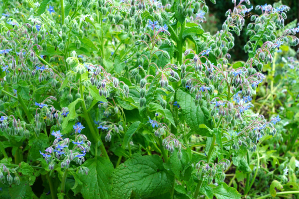 borage plant with lots of small blue flowers and green foliage growing outdoors