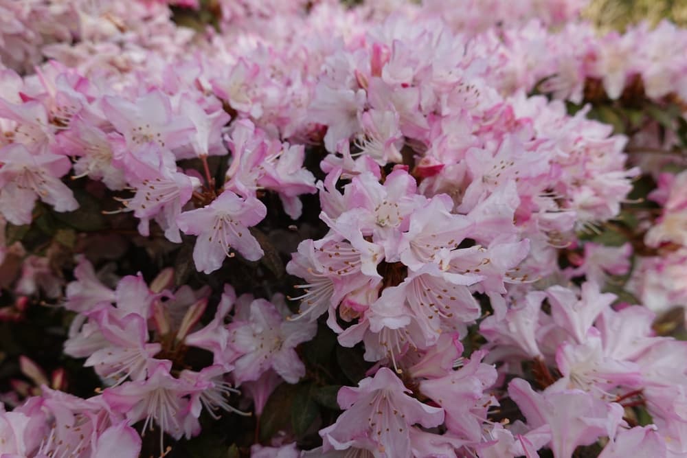 pink kurume azaleas 'Iro Hayama'