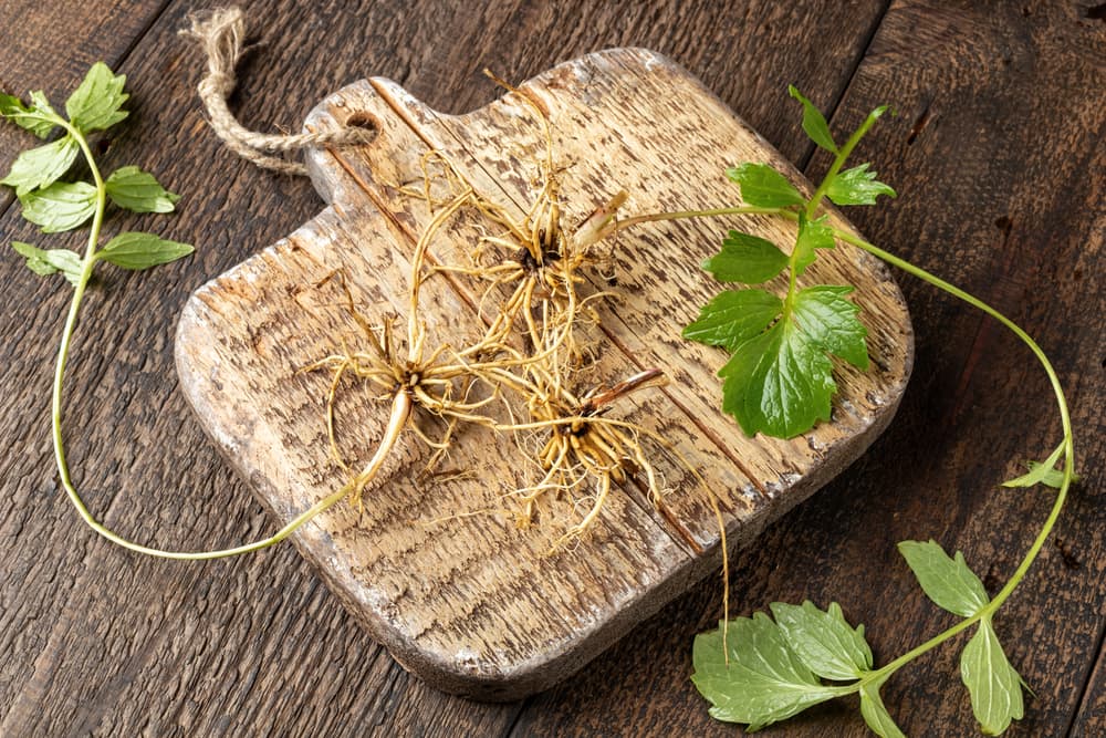 Valerian roots with fresh leaves shown on a wooden chopping board