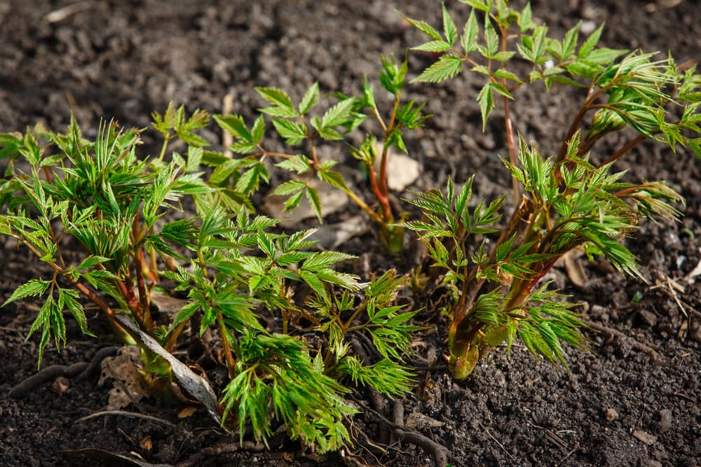 sprouting foliage of False Goat's Beard plant with new growth in spring