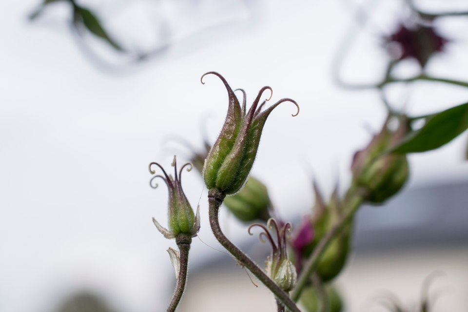 seedheads of a Columbine plant growing in front of a grey sky