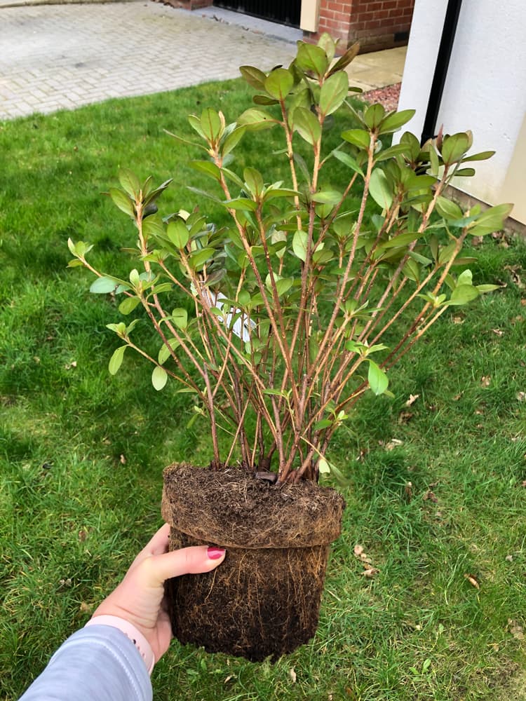 Japanese Azalea being held in an outstretched hand