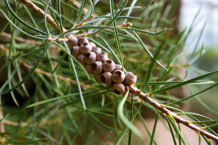 close-up of the brown seeds growing on a branch from a callistemon tree outside