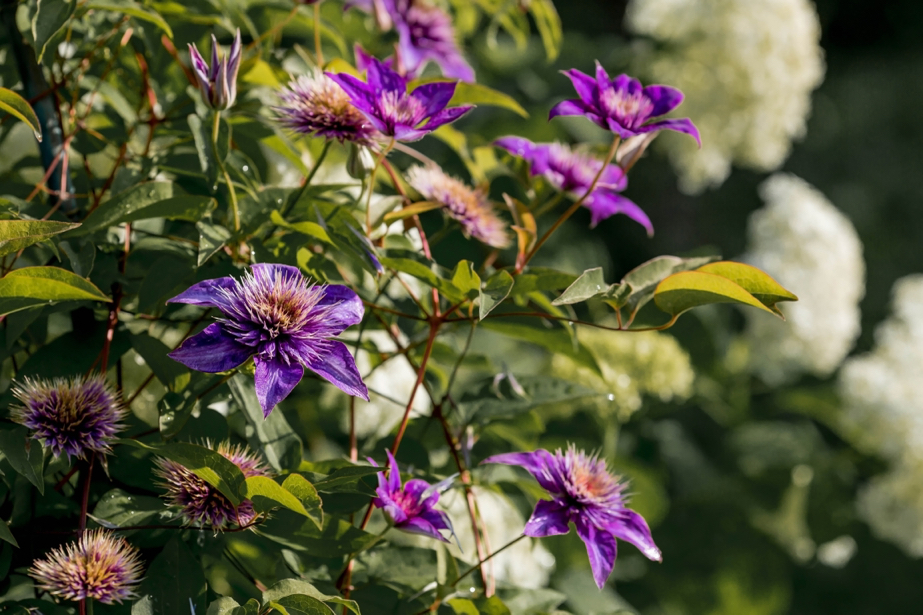 purple clematis growing outside in front of a white flowering shrub