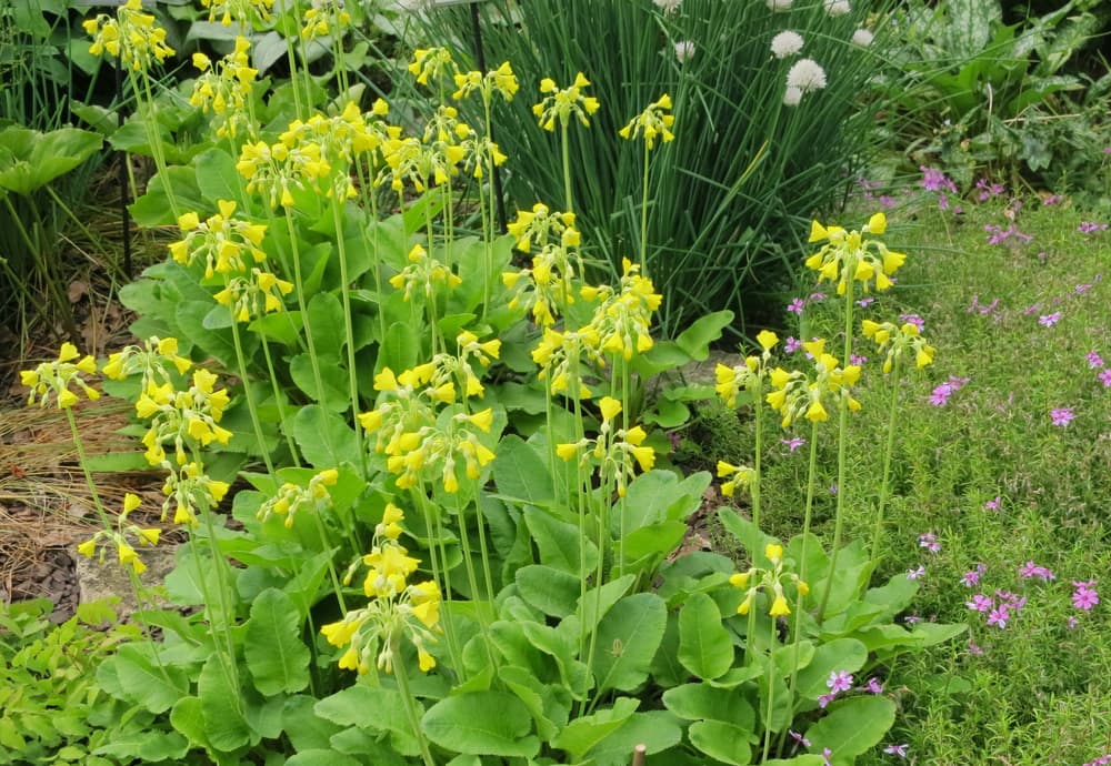 upright yellow flowers and leafy foliage of P. florindae