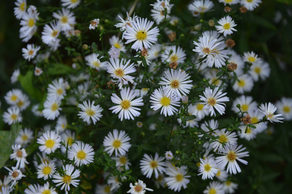 small white flowers with yellow centres from heath asters growing in a cluster