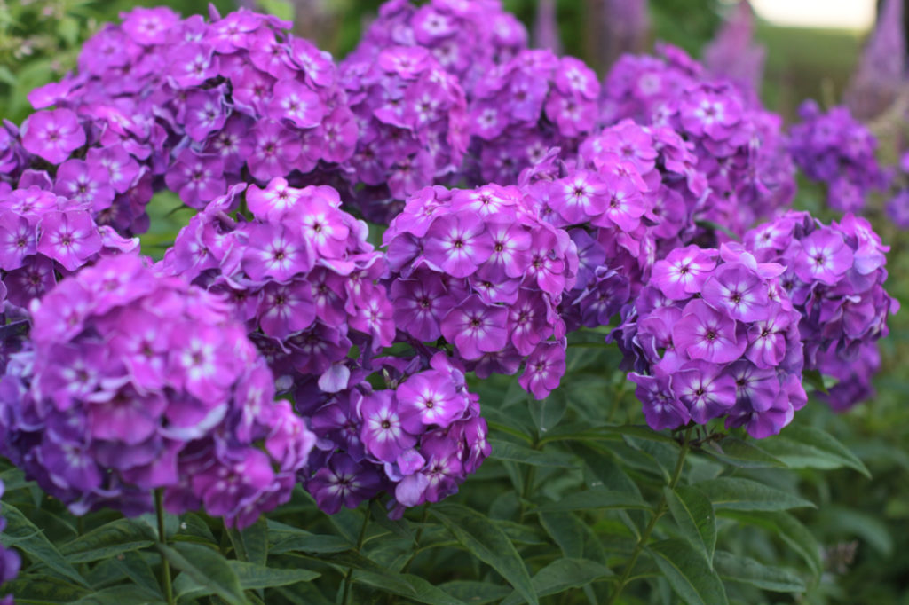 lots of purple flowering P. paniculata plants with velvety dark green foliage growing side by side