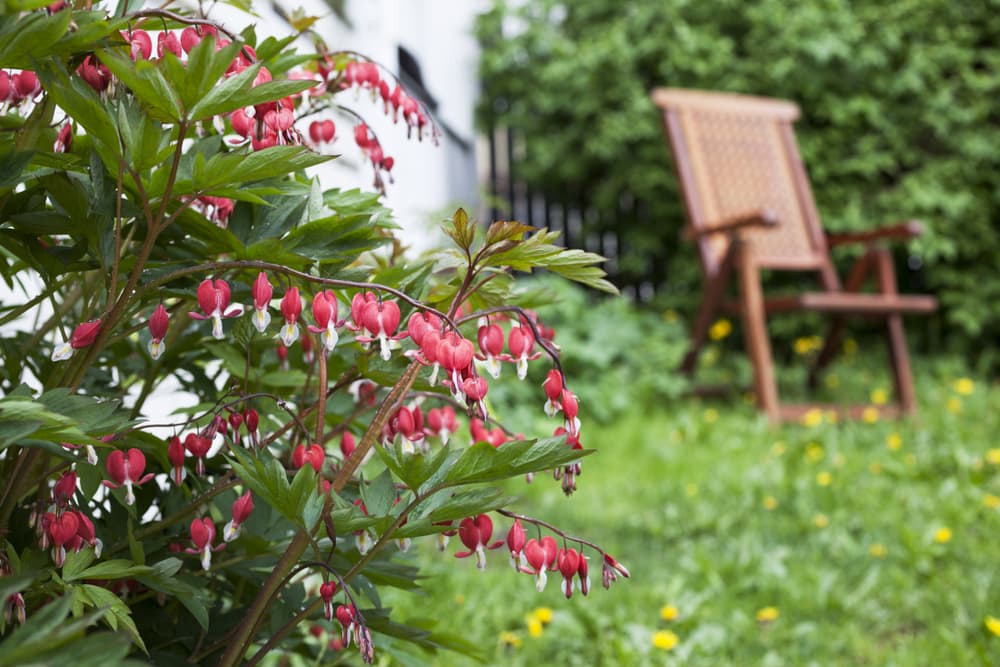 red and white flowering Lamprocapnos spectabilis with a wooden garden chair in the far background