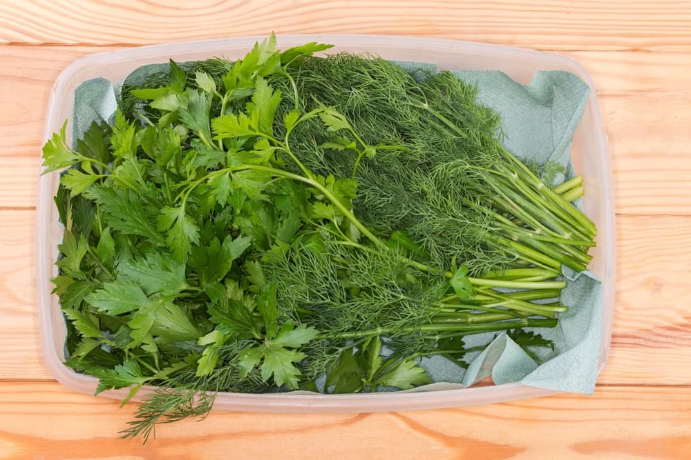 freshly harvested dill and parsley in plastic container sat on a workbench