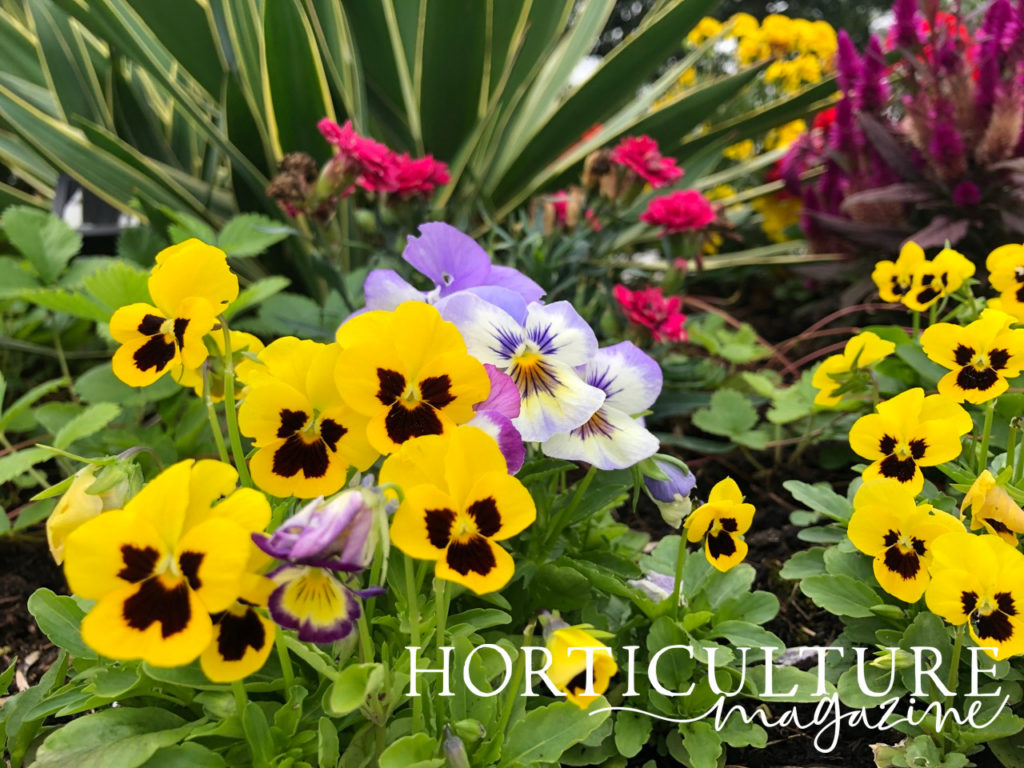 a cluster of yellow and lilac pansies with pink flowers and green leaves as a backdrop