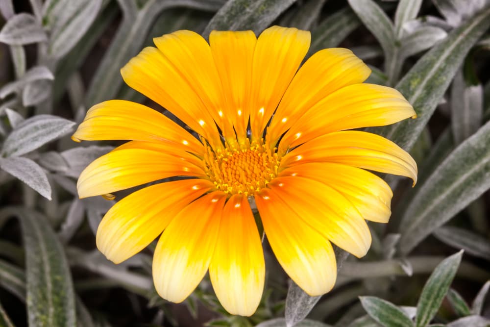 Gazania Talent Series with open yellow petals in various shades and silvery pointed foliage in the background