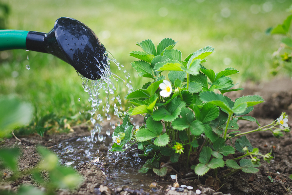 a young yellow and white flowering strawberry plant growing in soil being watered by a watering can