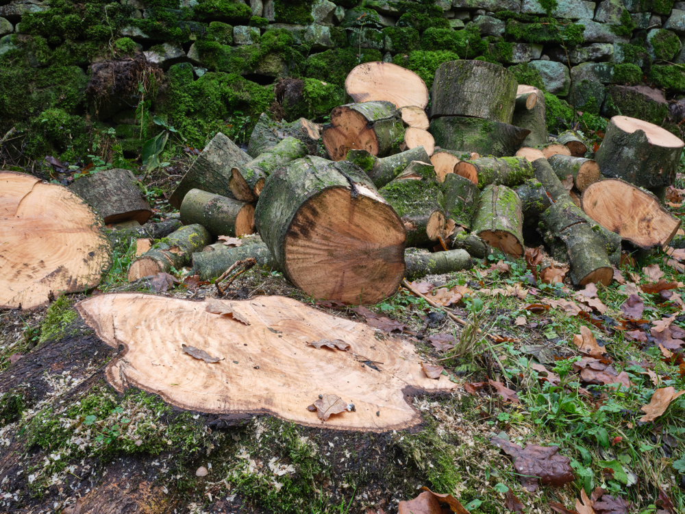 ash trees that have been cut down because of ash dieback in front of a wooden wall