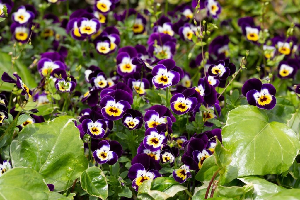 tricolor pansies growing in a bed outside with green foliage around them