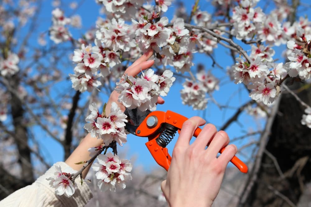 a woman's hands gripping orange secateurs being used to prune an almond tree